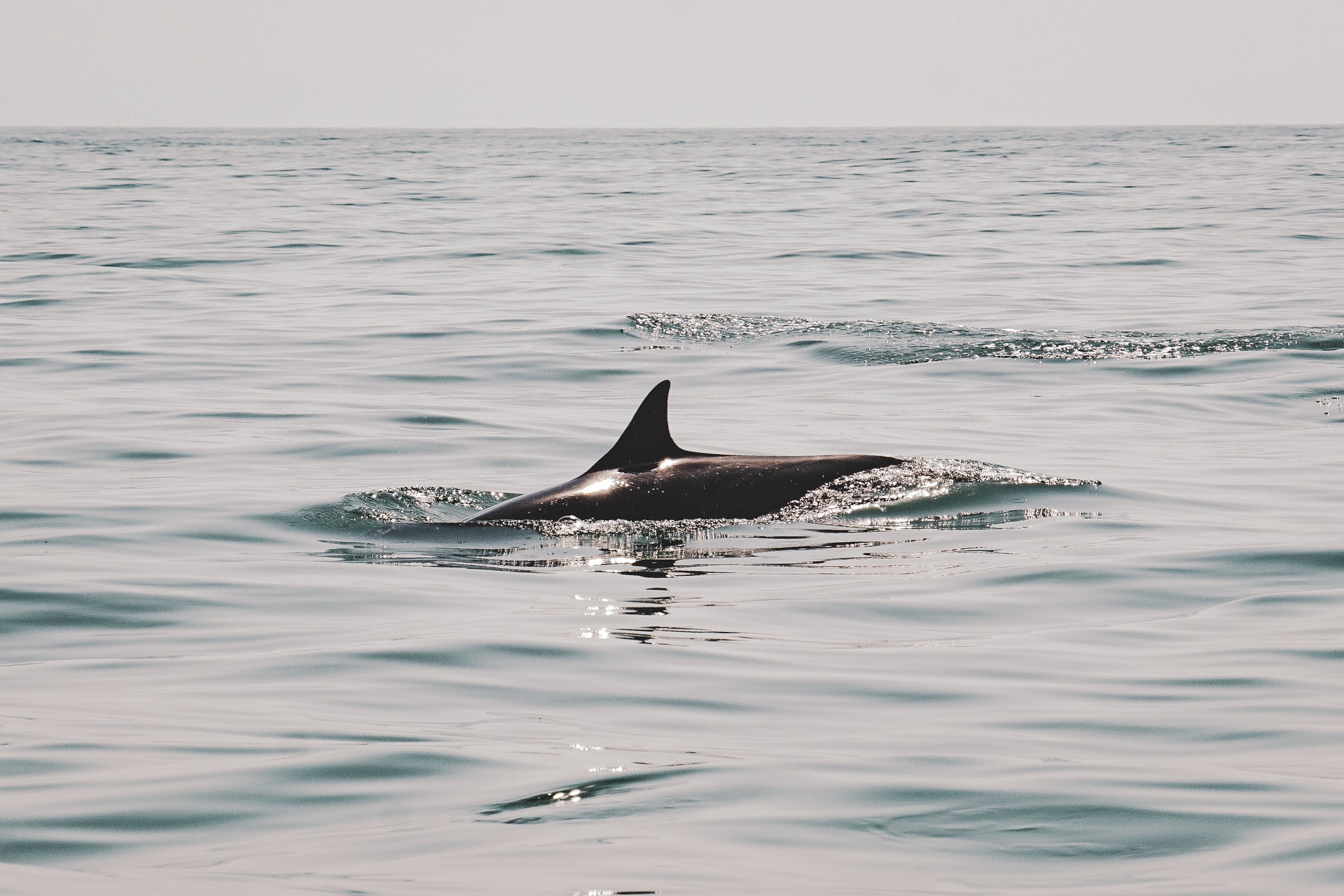 SURFING OMAN: IL MEDIO ORIENTE INESPLORATO
