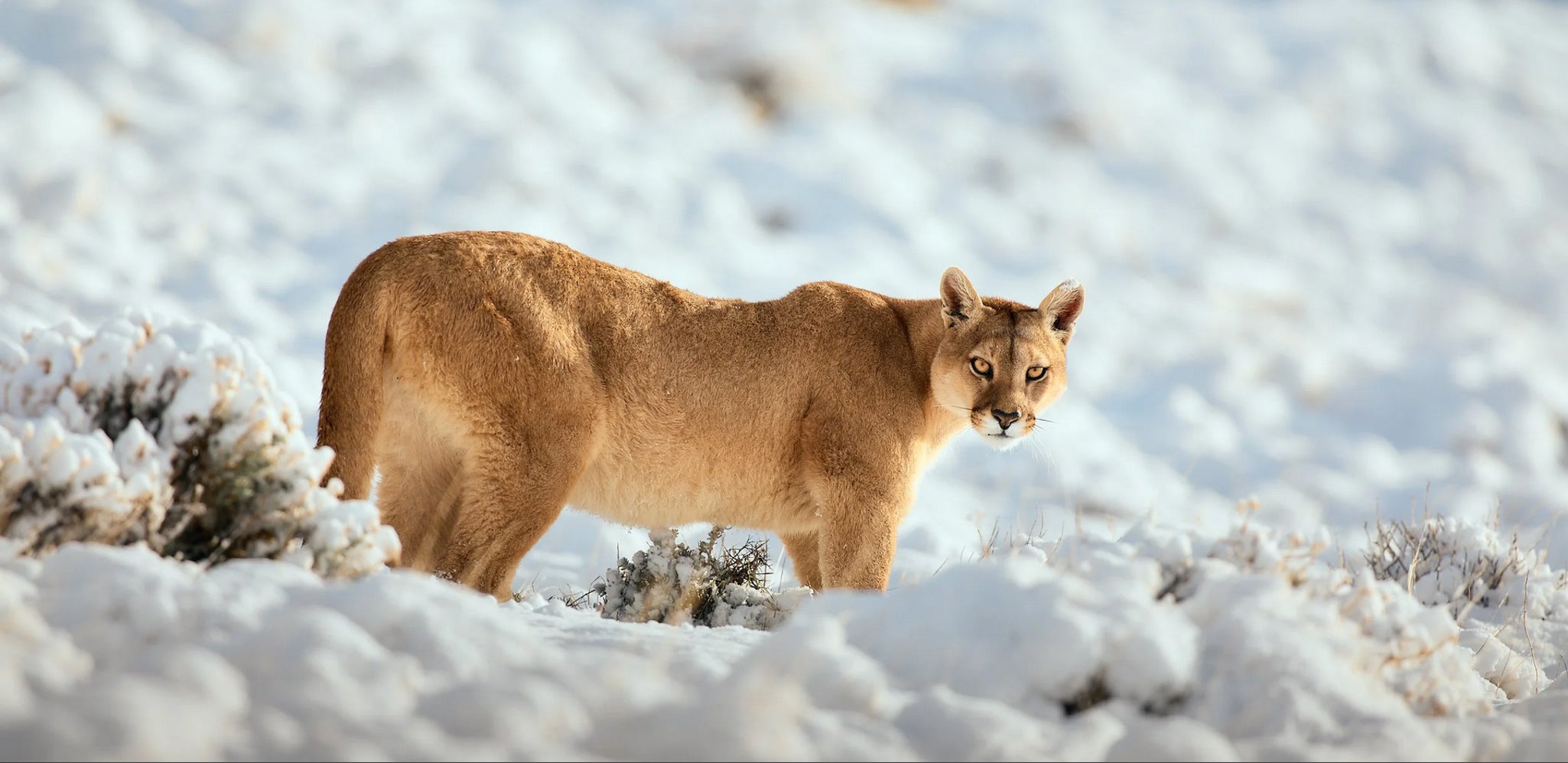  I PUMA DELLA PATAGONIA