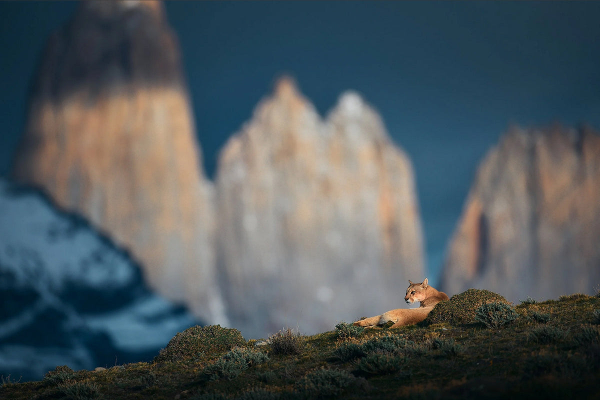  I PUMA DELLA PATAGONIA
