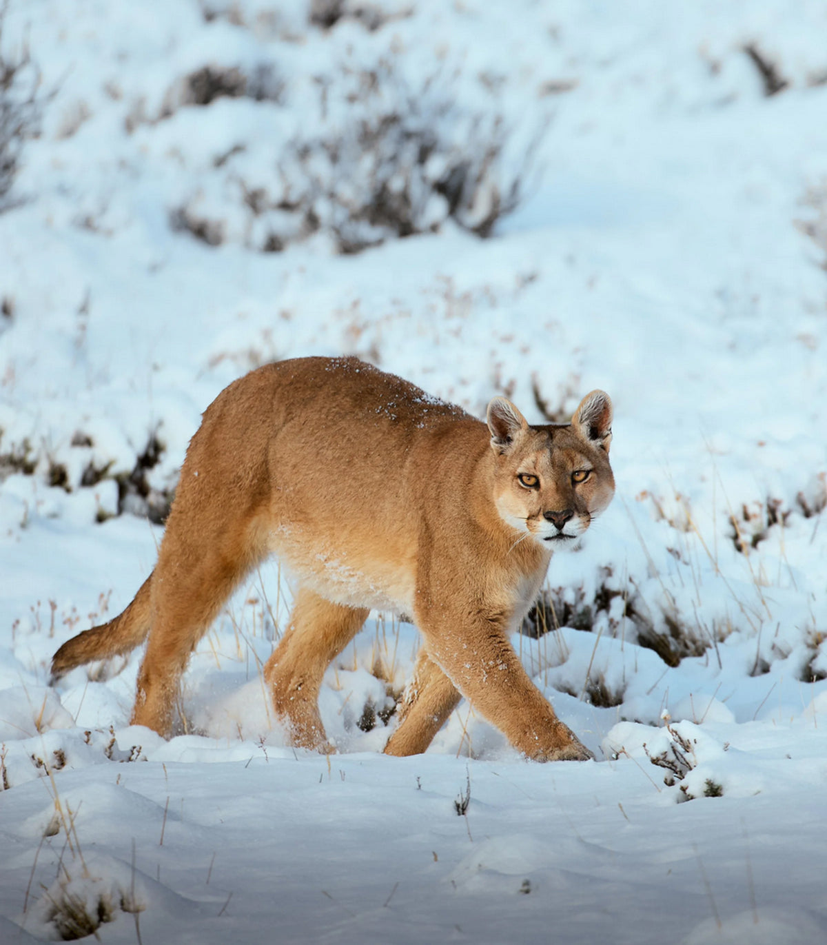  I PUMA DELLA PATAGONIA