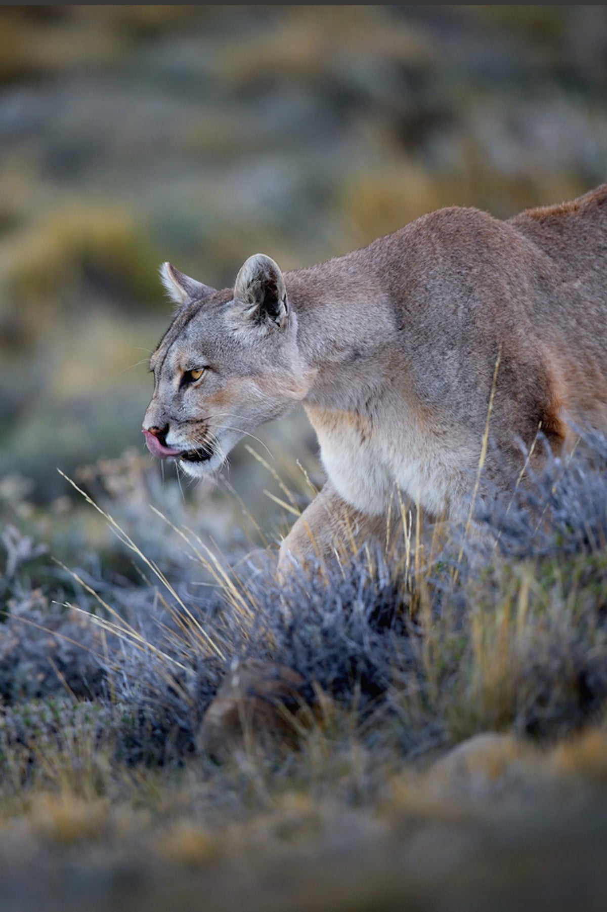  I PUMA DELLA PATAGONIA