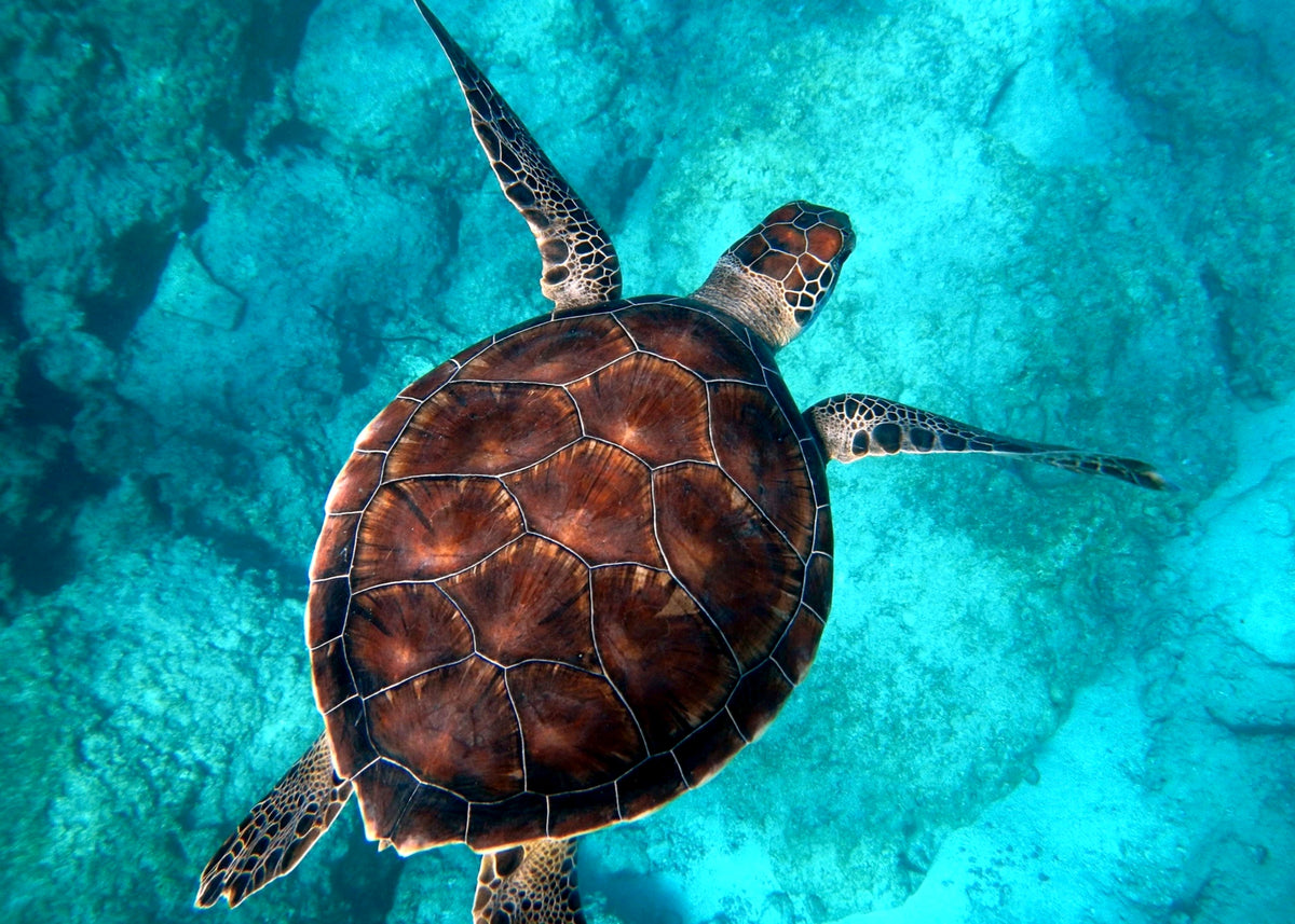 TELO ISLAND SURF TRIP