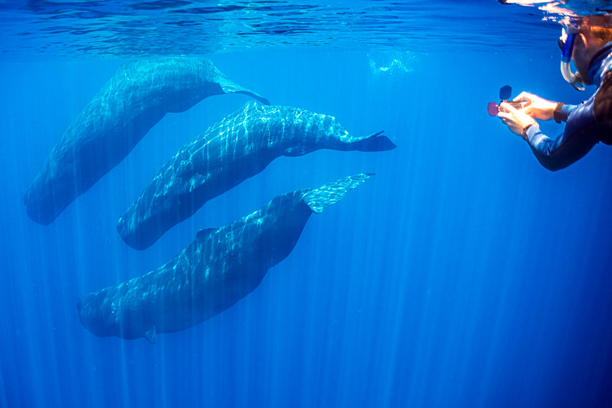 NUOTA CON LE BALENOTTERE AZZURRE A TIMOR EST