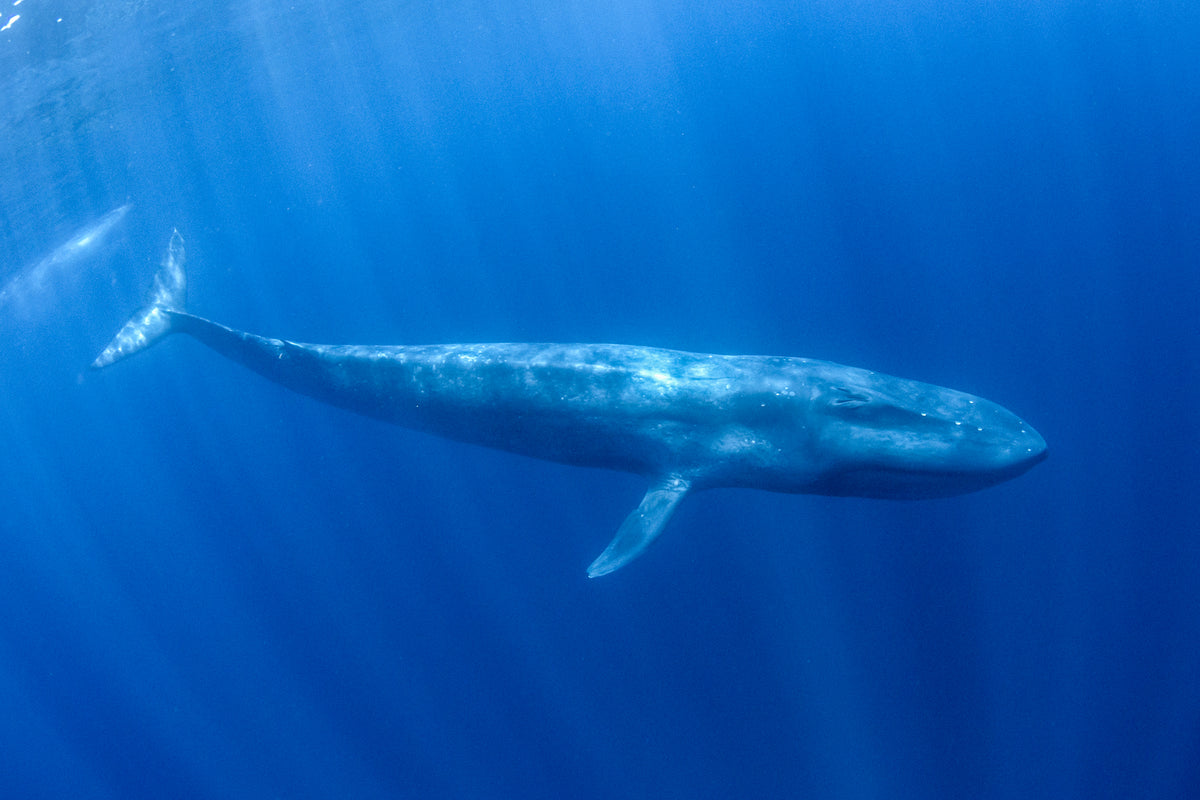 NUOTA CON LE BALENOTTERE AZZURRE A TIMOR EST