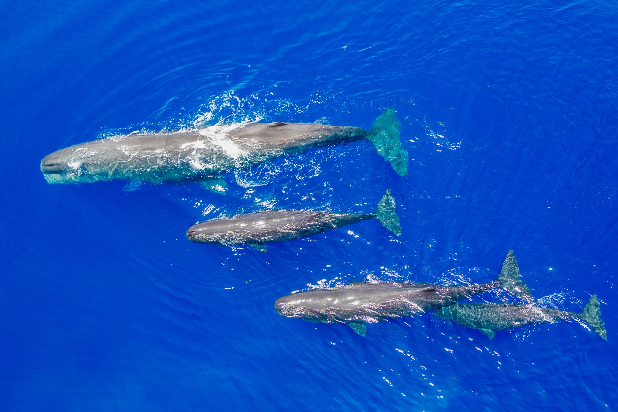 NUOTA CON LE BALENOTTERE AZZURRE A TIMOR EST