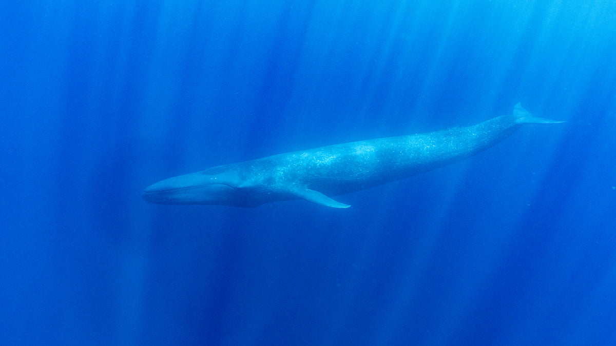 NUOTA CON LE BALENOTTERE AZZURRE A TIMOR EST