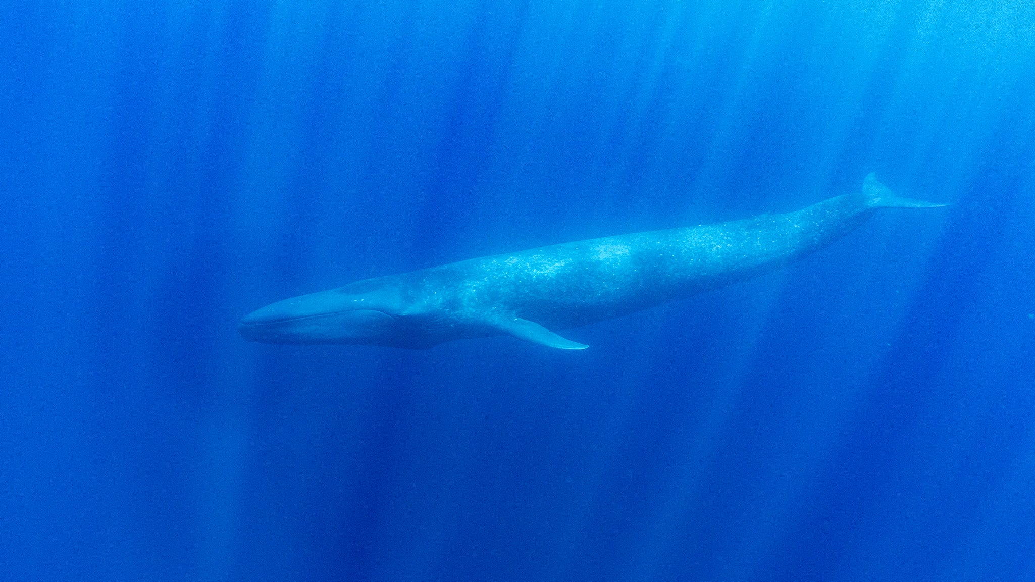 NUOTA CON LE BALENOTTERE AZZURRE A TIMOR EST