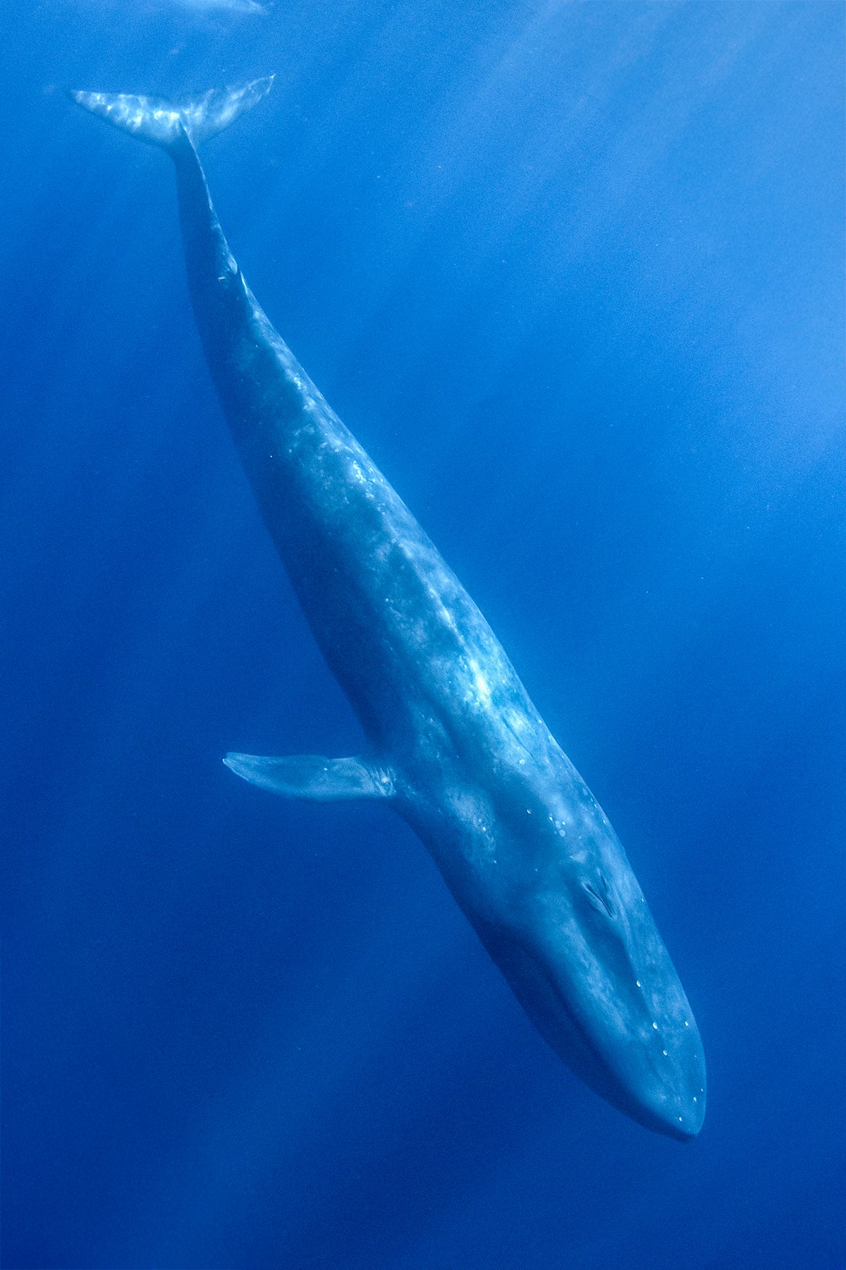 NUOTA CON LE BALENOTTERE AZZURRE A TIMOR EST