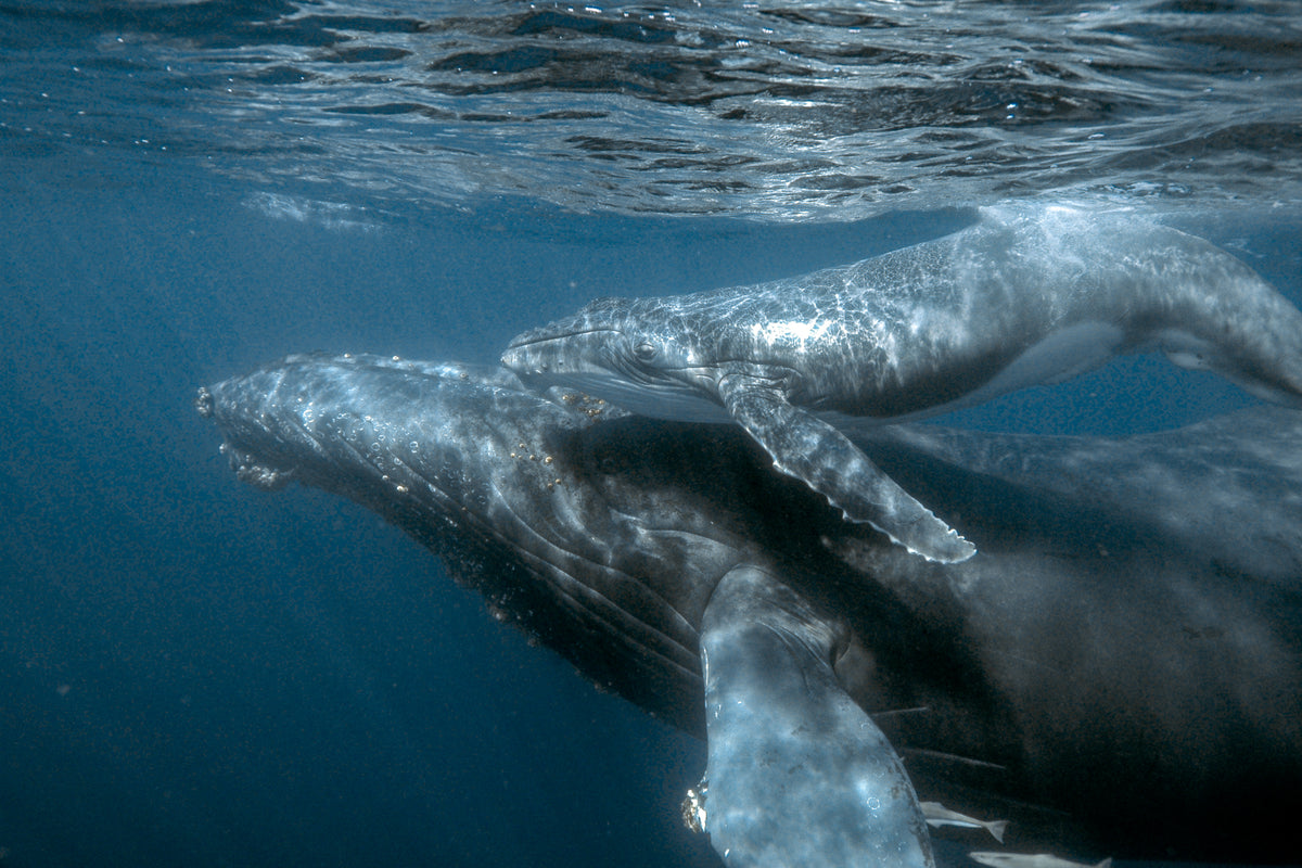 NUOTA CON LE BALENE IN MOZAMBICO + KRUGER SAFARI