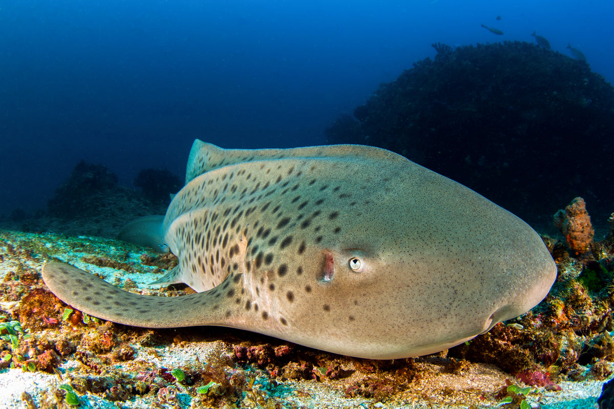 I GIGANTI DEL MARE E I BIG FIVE