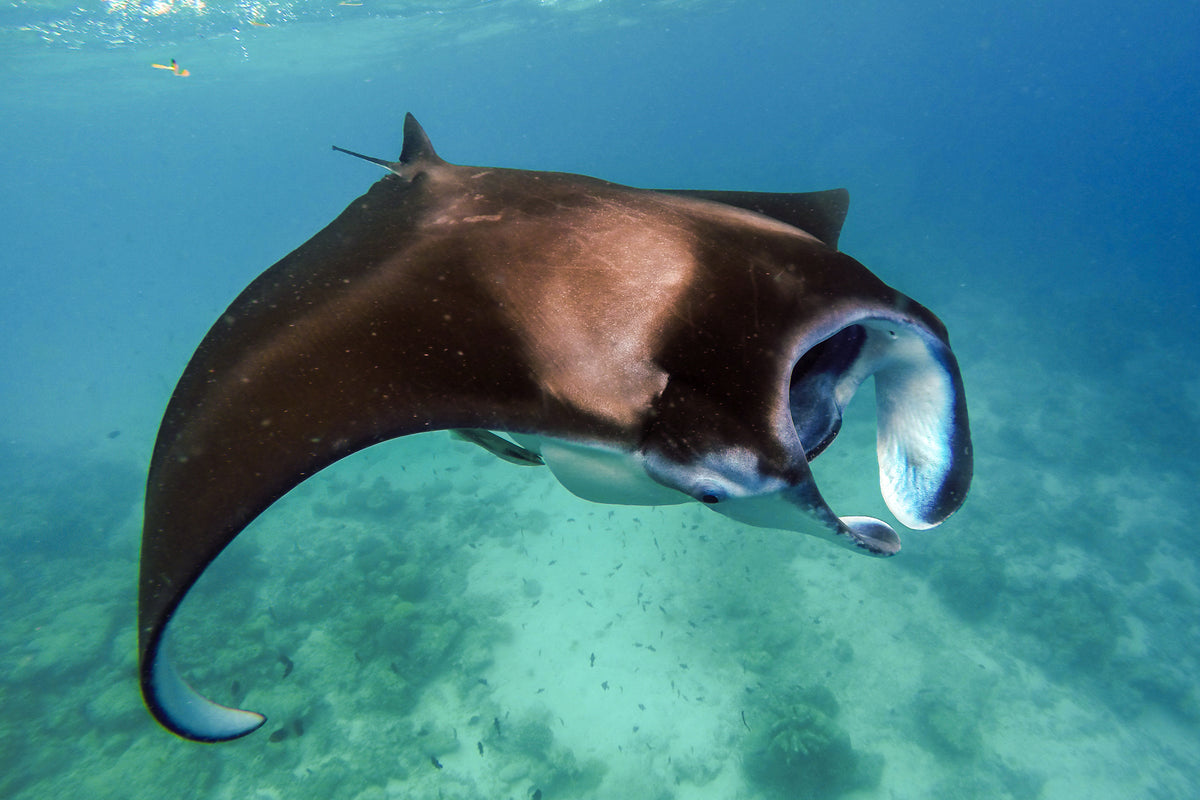 I GIGANTI DEL MARE E I BIG FIVE