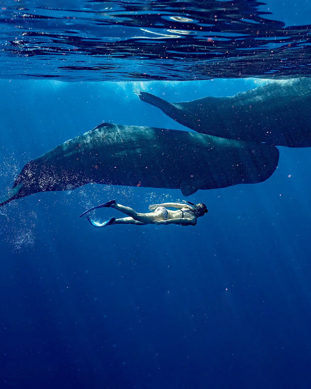 NUOTA CON I CAPODOGLI IN DOMINICA