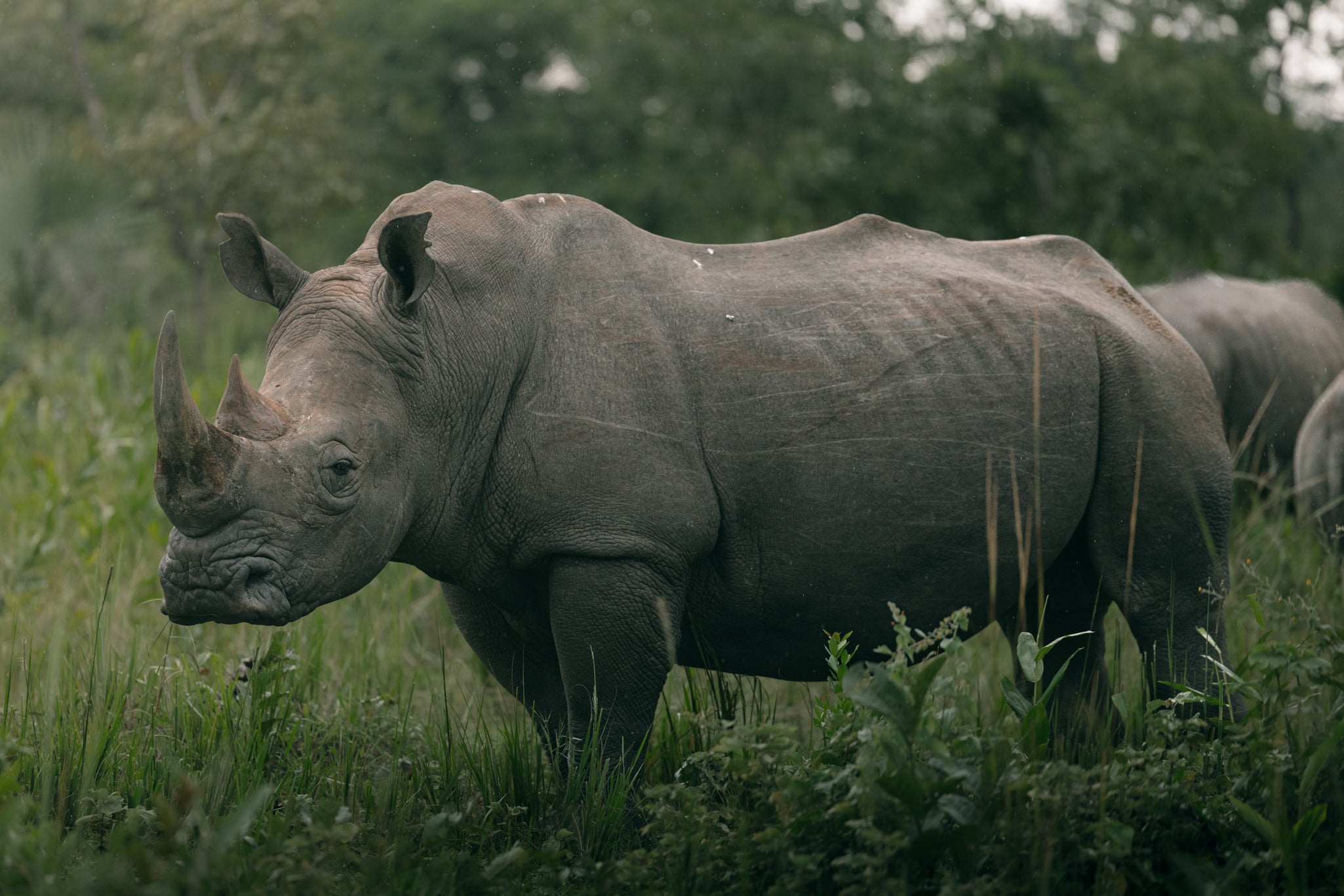 UGANDA PRIMATE SPECIAL