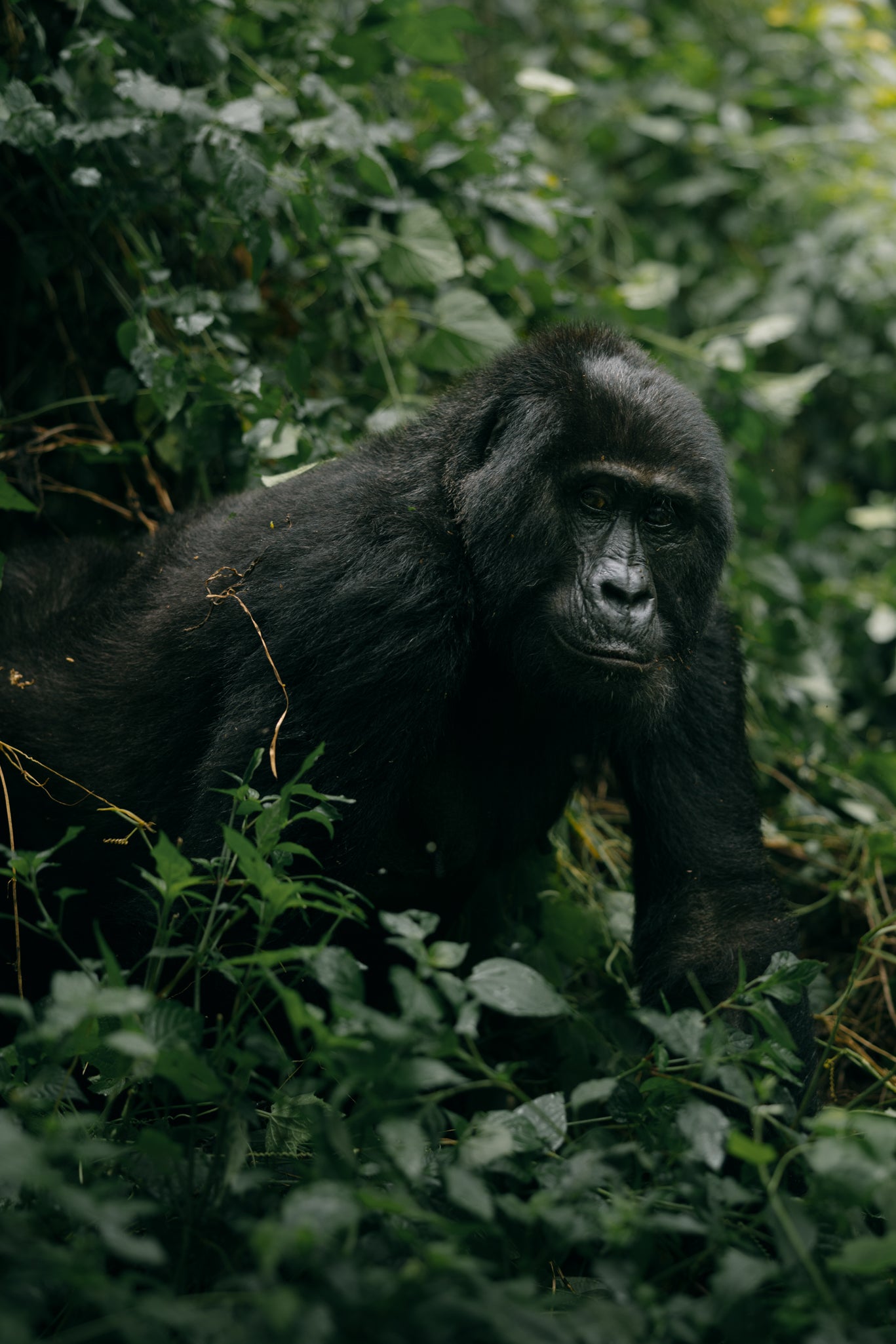 UGANDA PRIMATE SPECIAL