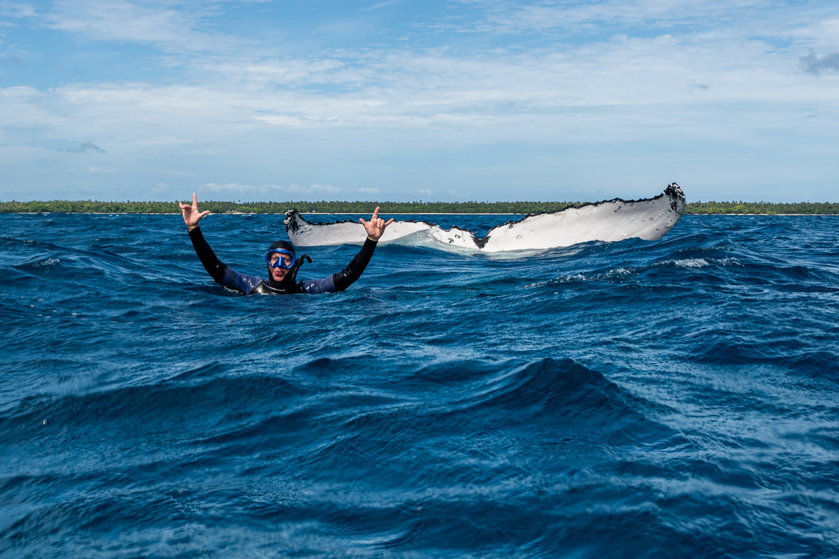 TONGA WHALE SWIM