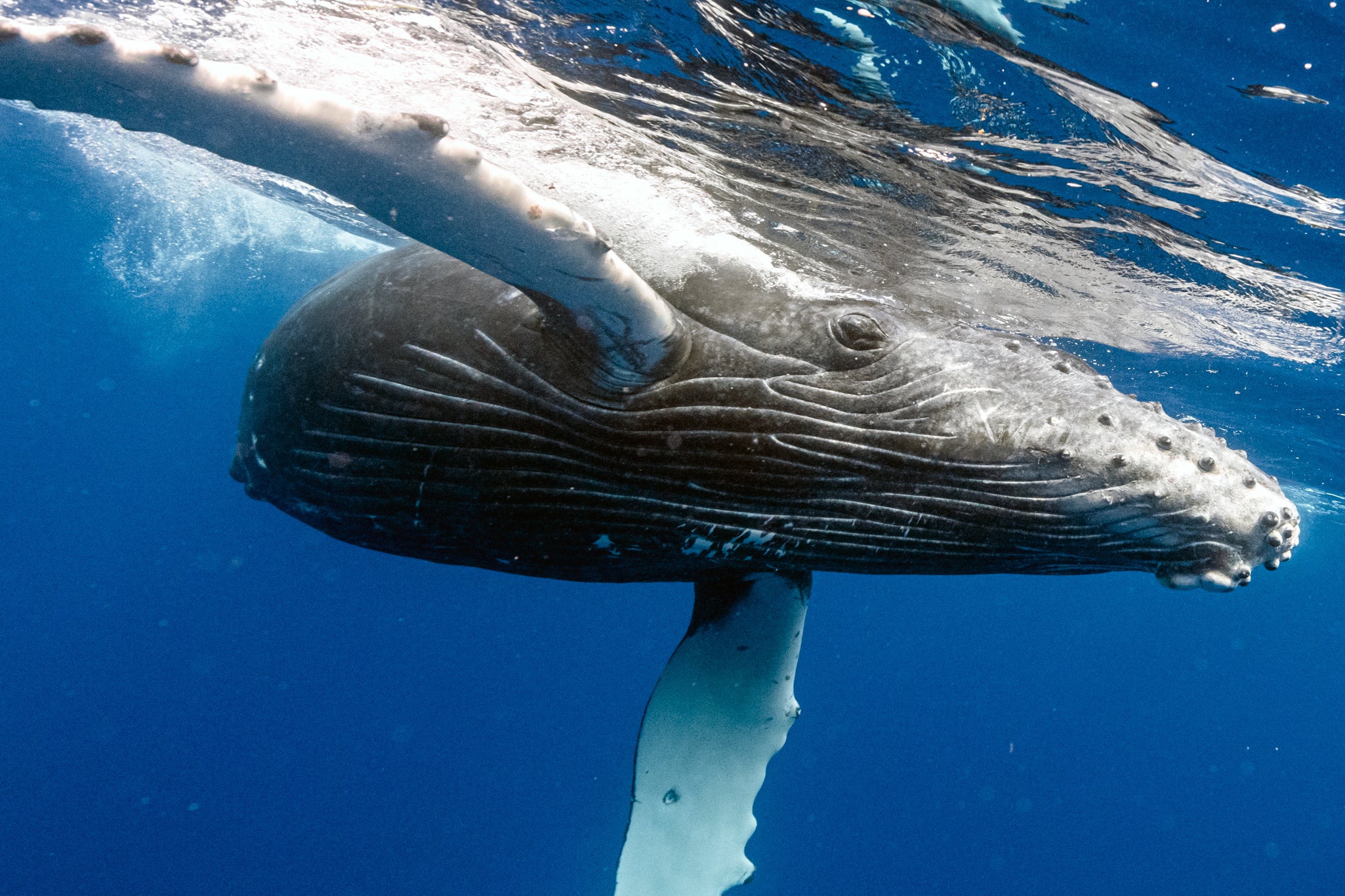 TONGA WHALE SWIM