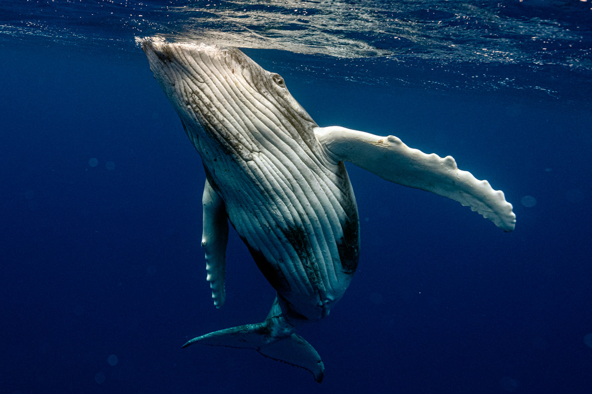 TONGA WHALE SWIM