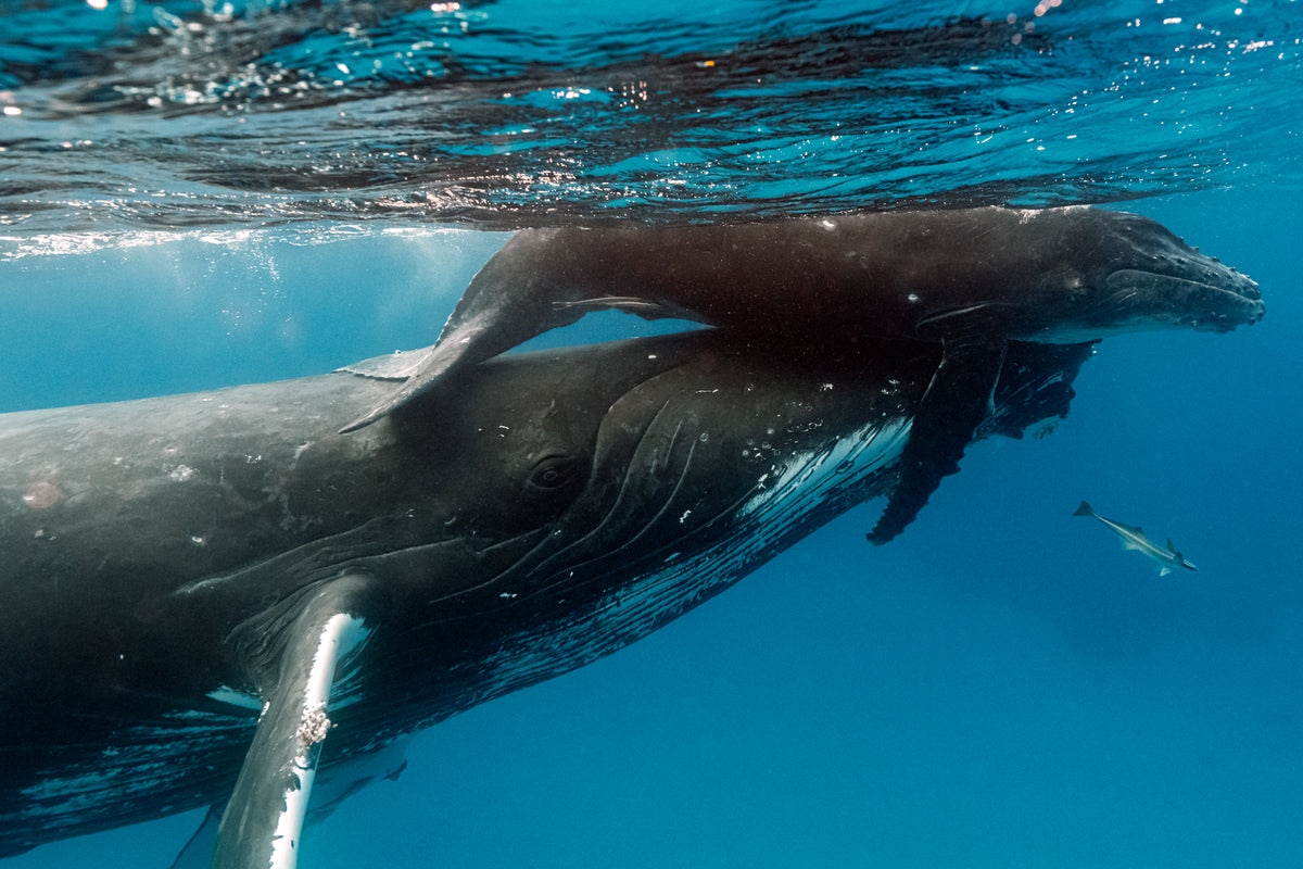 TONGA WHALE SWIM
