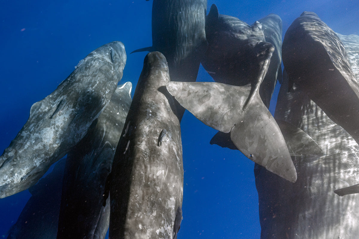 MAURITIUS WHALES TRIP