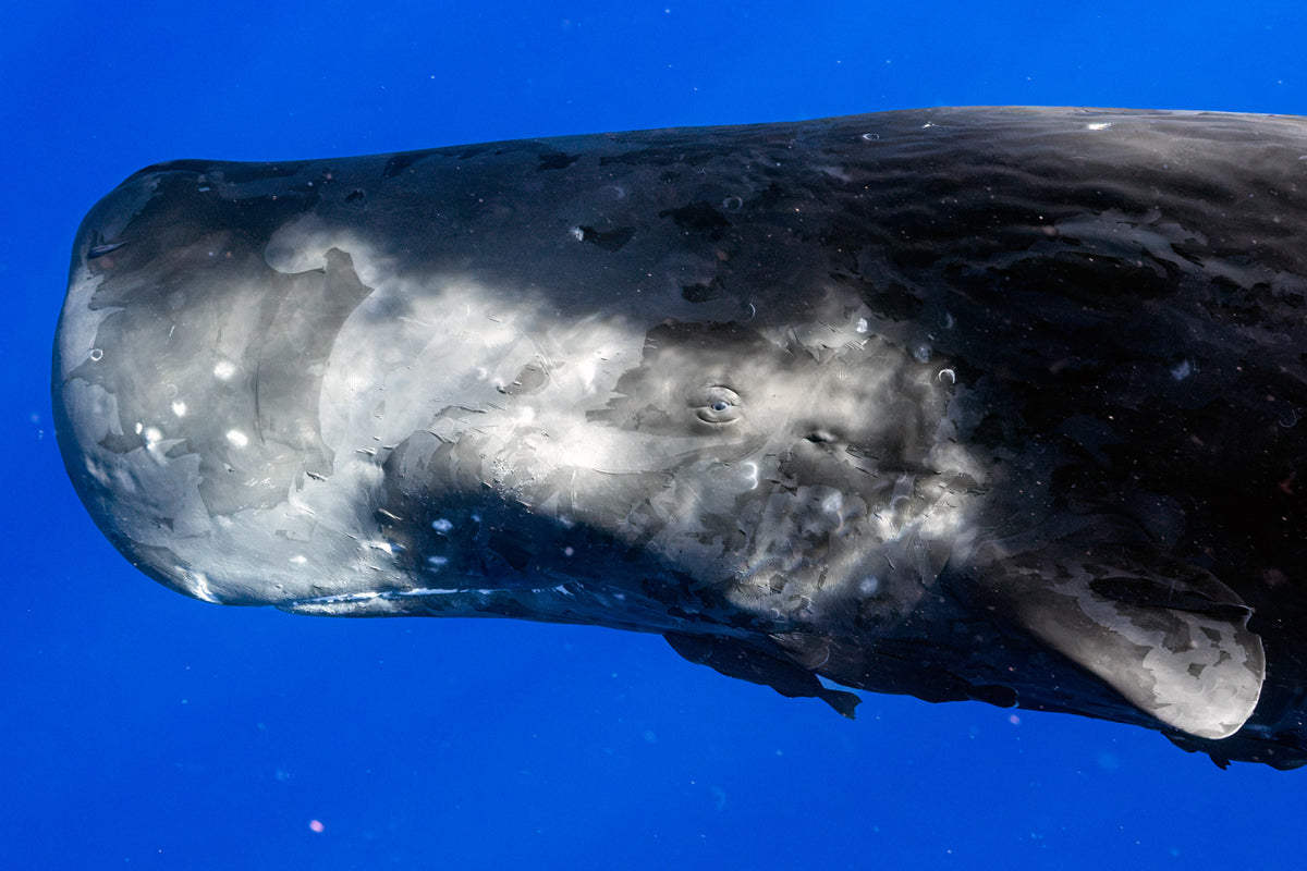 MAURITIUS WHALES TRIP