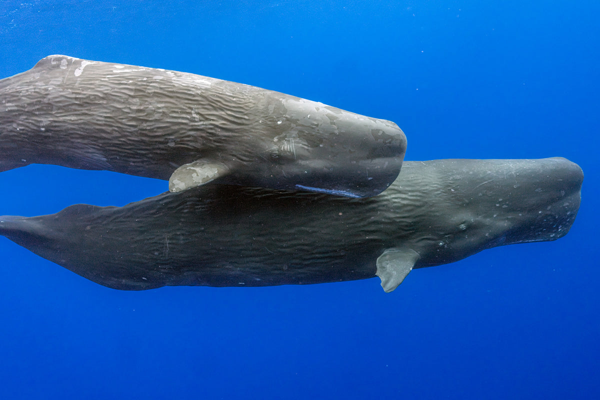MAURITIUS WHALES TRIP