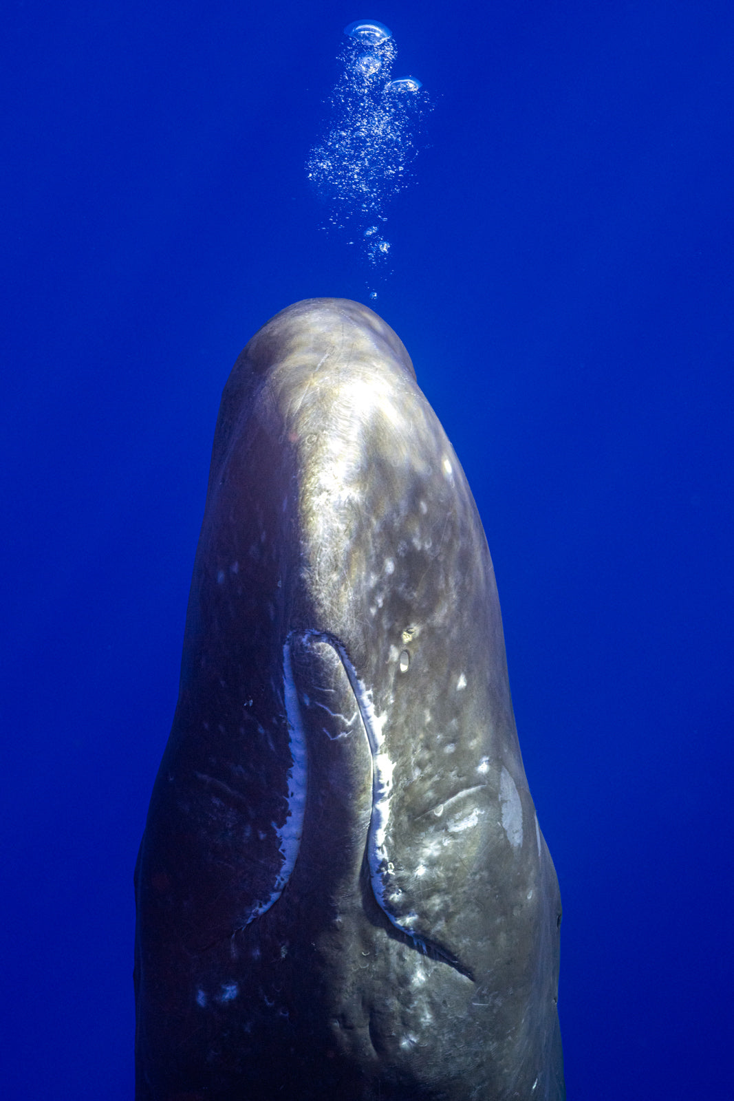 MAURITIUS WHALES TRIP
