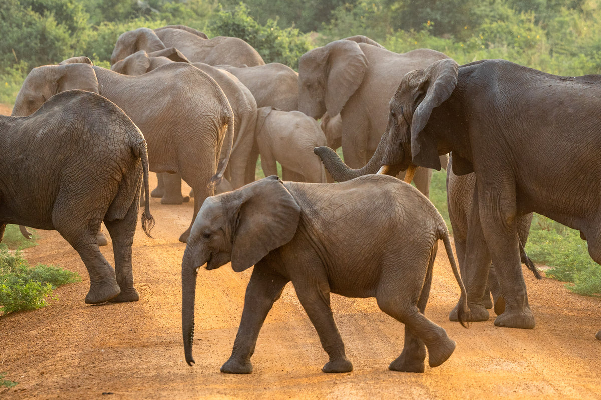 UGANDA PRIMATE SPECIAL