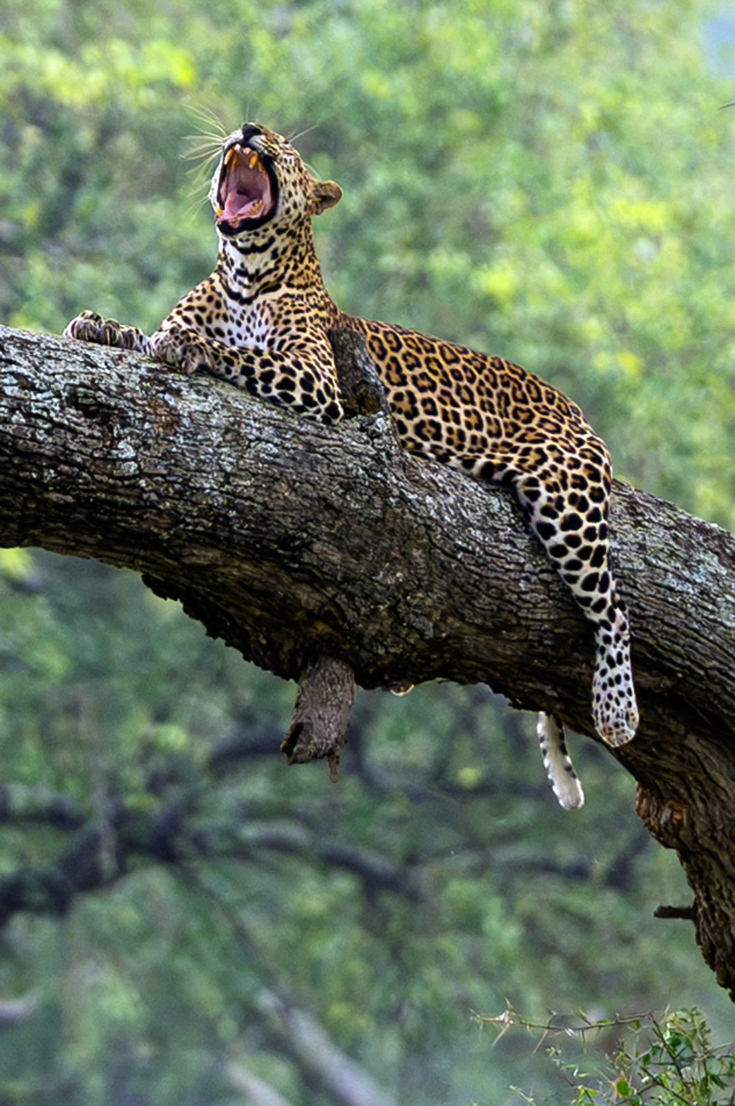 UGANDA PRIMATE SPECIAL