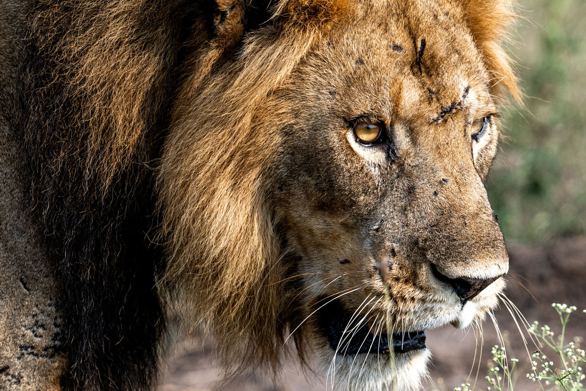 WILDLIFE