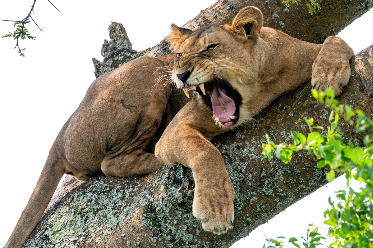 UGANDA PRIMATE SPECIAL