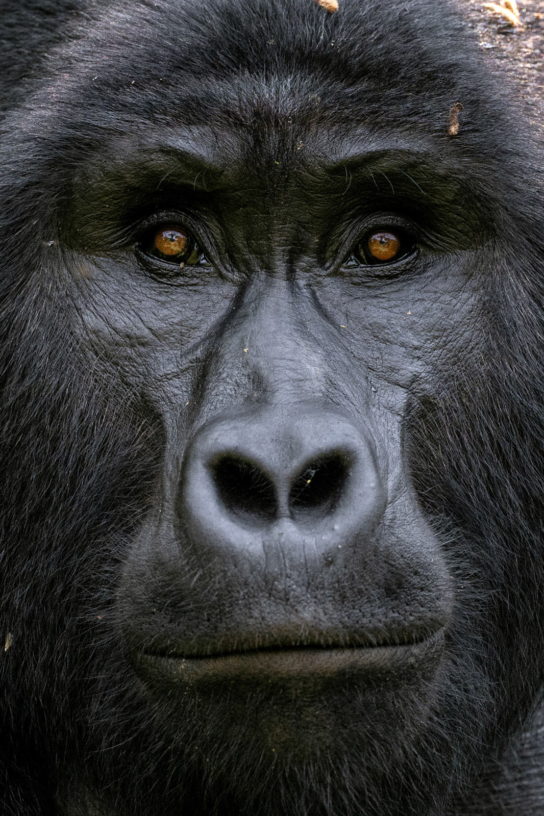 UGANDA PRIMATE SPECIAL