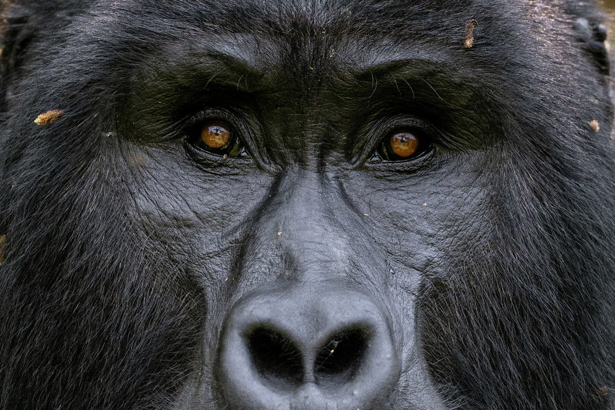 UGANDA PRIMATE SPECIAL