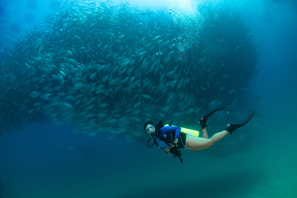 SCUBA DIVE IN LA PAZ & CABO PULMO, BAJA
