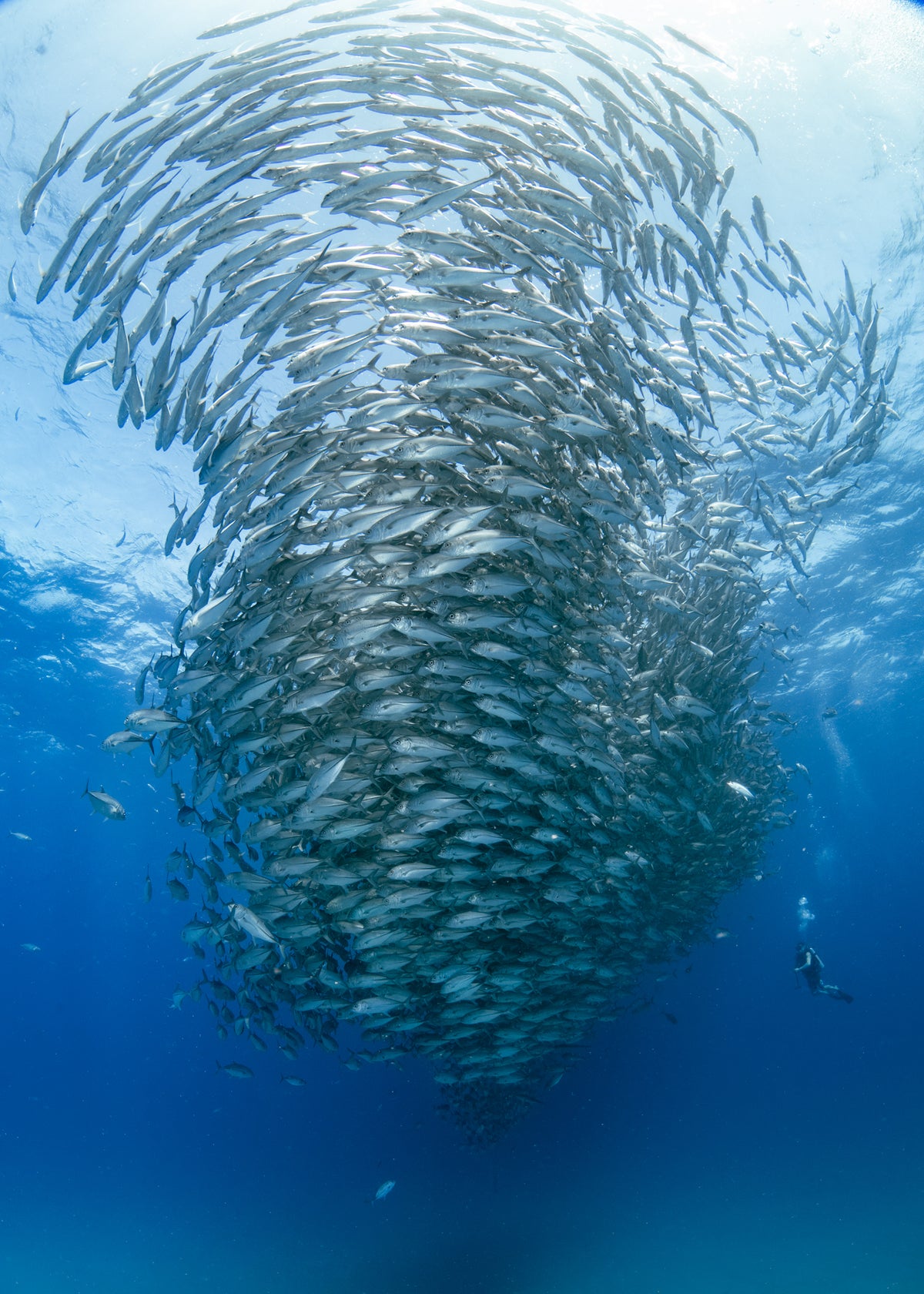 SCUBA DIVE IN LA PAZ & CABO PULMO, BAJA