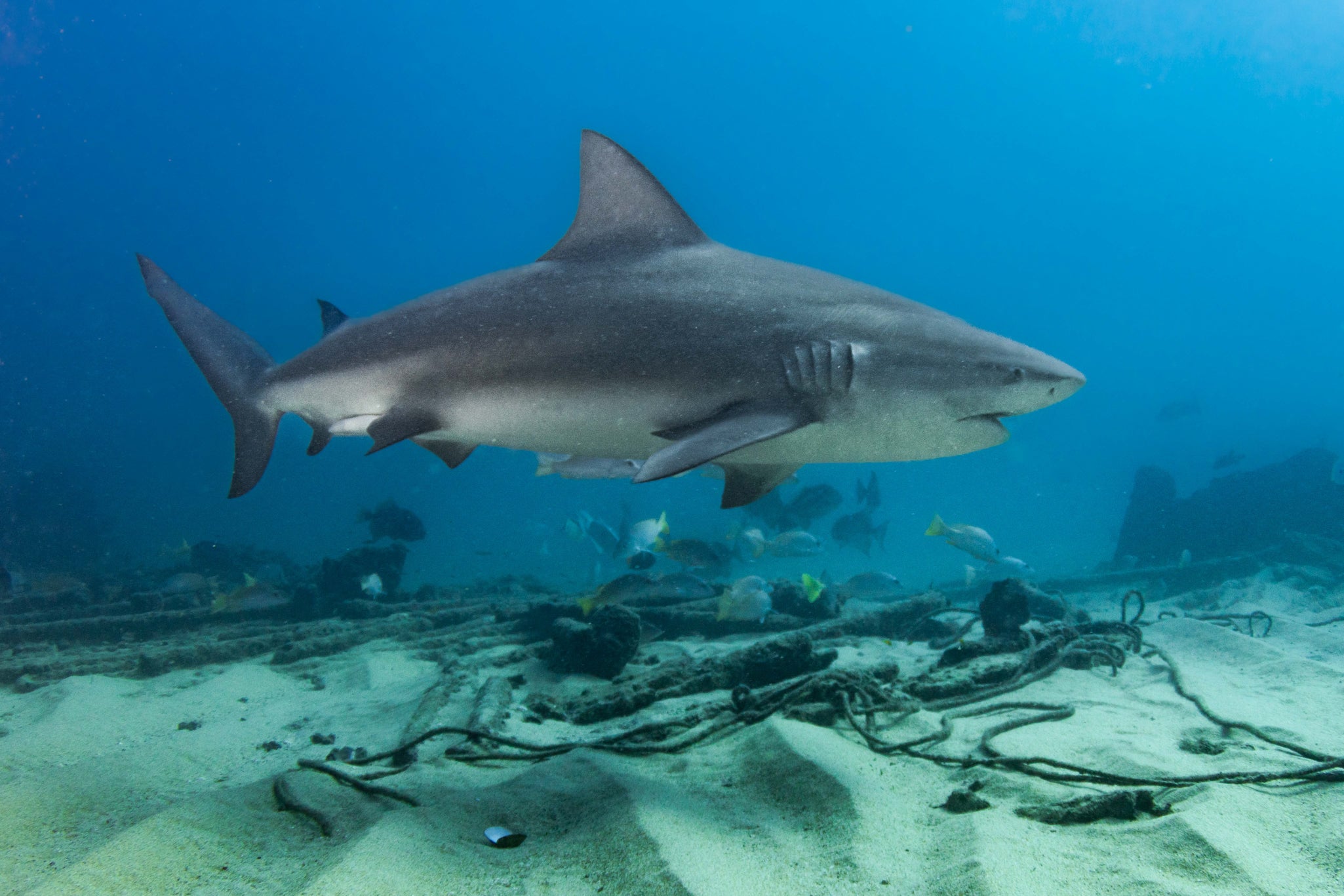 SCUBA DIVE IN LA PAZ & CABO PULMO, BAJA
