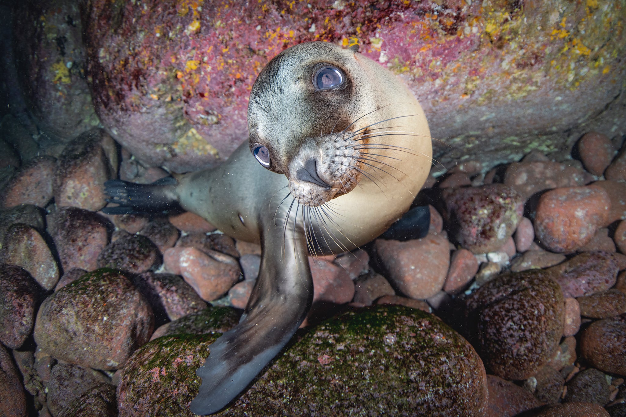 SCUBA DIVE IN LA PAZ & CABO PULMO, BAJA