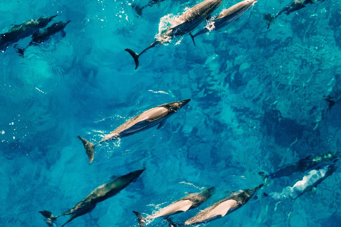 MAURITIUS WHALE TRIP