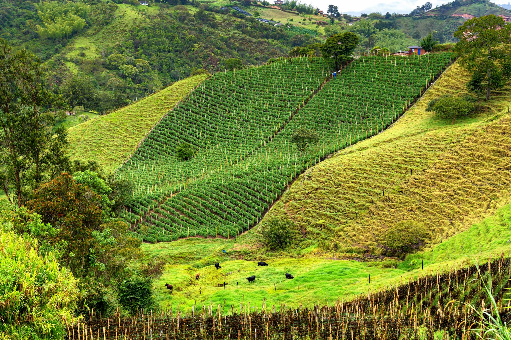 COLOMBIA: DALLE ANDE AI CARAIBI