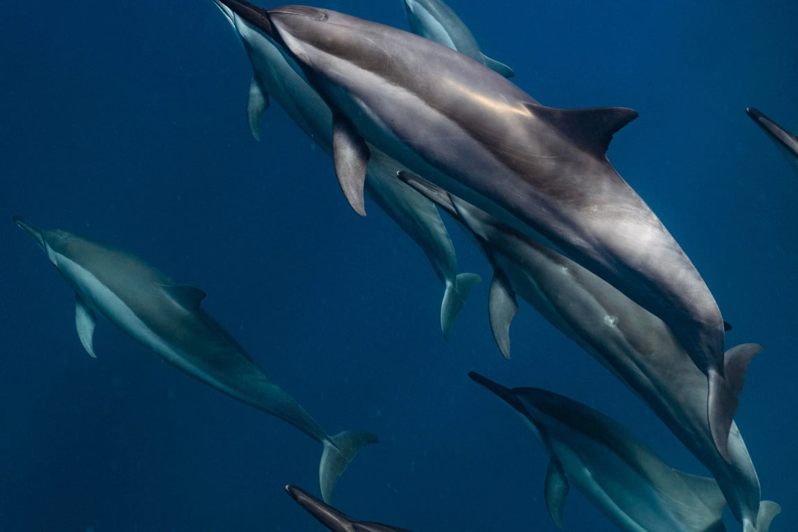 MAURITIUS WHALE TRIP